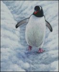 (image for) Gentoo Penguin